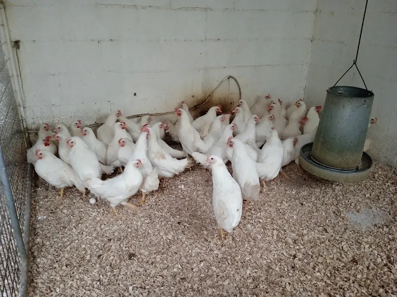 Farmaciadeanimales - Aracena